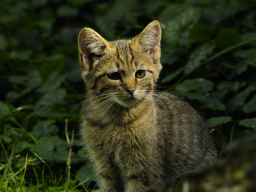 Junge Wildkatze